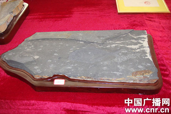 湖南耒阳“蔡伦竹海”发现2.5亿年前古鱼化石